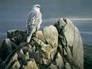 animal_nature (4)